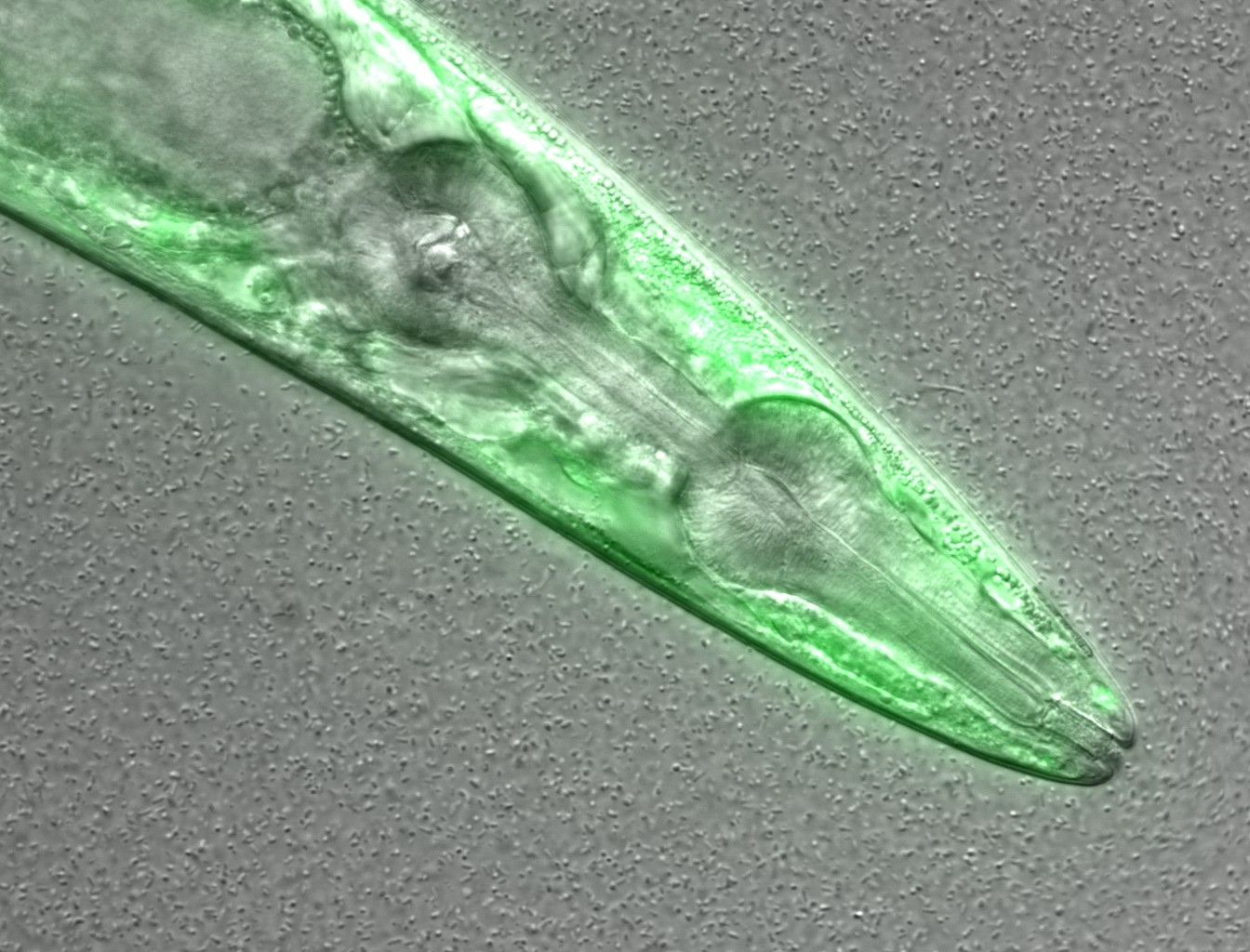 /nematode_confocal_microscopy_image